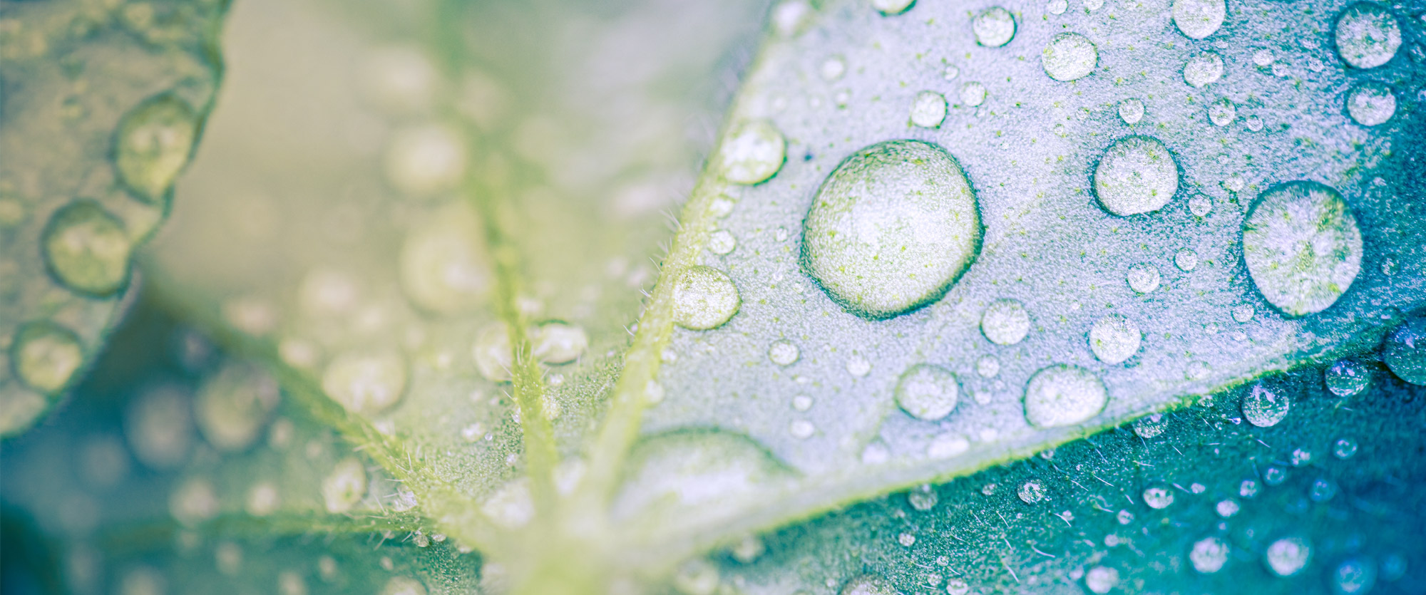 Huemer_Trennerbild_6